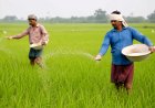 उर्वरक खपत घटाने पर जोर: देशव्यापी मैपिंग पूरी, किसान आईडी के जरिये डायवर्जन रोकने की तैयारी