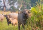 कान्हा में लौटेंगी जंगली भैंसें: काजीरंगा से शुरू हो रहा ट्रांसलोकेशन