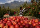 न्यूजीलैंड के साथ एफटीए ने बढ़ाई सेब बागवानों की चिंता, प्रीमियम बाजार में बढ़ेगी प्रतिस्पर्धा