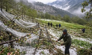 उत्तराखंड में ओलावृष्टि का कहर: बागवानी और खेती को भारी नुकसान, तत्काल मुआवजे की मांग