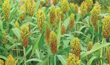 क्रिस्टल क्रॉप ने खरीफ 2026 के लिए ‘डेयरी ग्रीन’ समेत चारा बीज पोर्टफोलियो का किया विस्तार