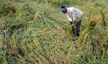 बारिश से प्रभावित किसानों के लिए AIKS ने की राहत की मांग; पंजाब सरकार ने दिए विशेष गिरदावरी के आदेश