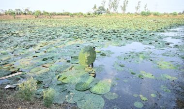 बिहार के बाद अब छत्तीसगढ़ में मखाना की खेती को बढ़ावा, रायपुर समेत चार जिलों को जोड़कर बनेगा मखाना सर्किट
