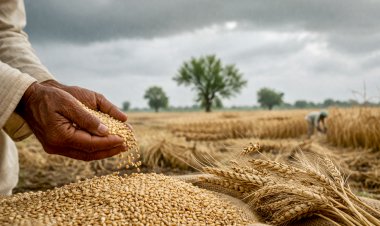 राजस्थान में गेहूं खरीद की अवधि घटाई, 30 जून की बजाय अब 31 मई तक होगी खरीद