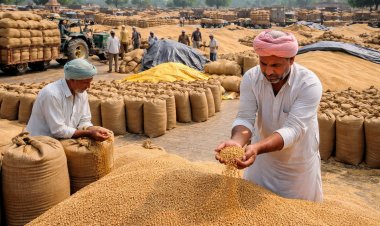 बारिश से प्रभावित गेहूं खरीद के मानकों में छूट, चमक में कमी 50 फीसदी और सिकुड़े दानों की सीमा 15 फीसदी तक बढ़ाई