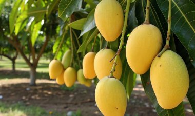 फिक्की-ग्रांट थॉर्नटन ने 2030 तक उच्च मूल्य वाली बागवानी के विकास के लिए तीन चरणों वाला रोडमैप दिया