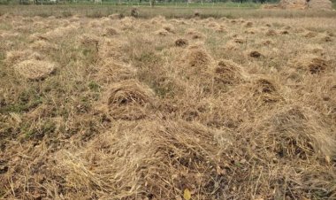 गेहूं खरीद मानकों में राजस्थान को ढील, पंजाब में नुकसान का आकलन करेंगी केंद्र की टीमें