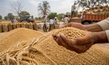 हरियाणा में गेहूं खरीद मानकों में केंद्र ने दी छूट, 70% तक चमकहीन गेहूं की होगी खरीद; पंजाब में छूट का इंतजार