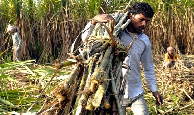 यूपी की चीनी मिलों में 63 लाख टन कम गन्ना पेराई, किसानों को 2500 करोड़ का नुकसान, लेकिन आंकड़ों में बढ़ा गन्ना उत्पादन  