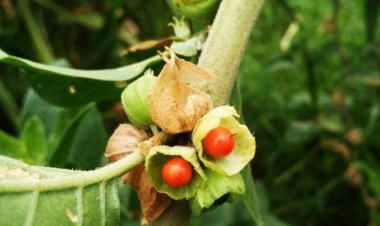 FSSAI का निर्देश: खाद्य उत्पादों में अश्वगंधा की पत्तियों का इस्तेमाल प्रतिबंधित, केवल जड़ों के उपयोग की अनुमति