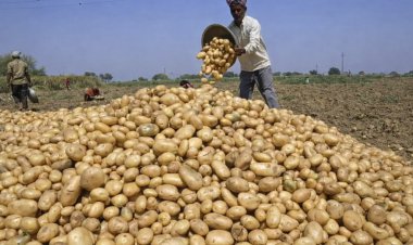 आलू की सरकारी खरीद का ऐलान होते ही गिरे दाम, 6.5 रुपये किलो में किसानों की लागत निकलनी भी मुश्किल