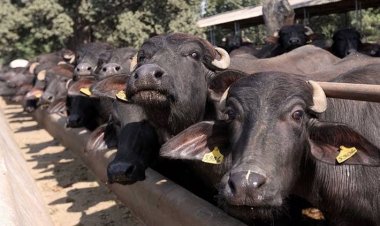 खुरपका-मुंहपका रोग के SAT1 वायरस का बढ़ता प्रकोप, FAO ने जारी किया अलर्ट