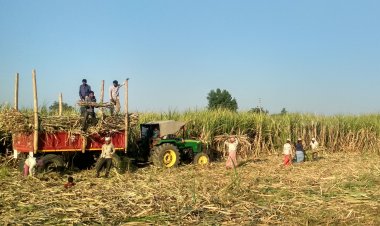 नया शुगरकेन कंट्रोल ऑर्डर: 25 किमी होगी चीनी मिलों की दूरी, खांडसारी इकाइयों पर सख्ती, FRP भुगतान अनिवार्य