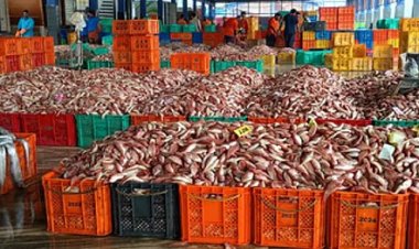 भारत का समुद्री खाद्य निर्यात 72,000 करोड़ रुपये के उच्चतम स्तर पर पहुंचा