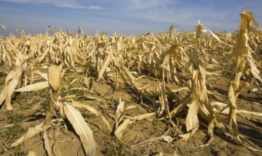 भीषण गर्मी से कृषि पर गहरा असर, एफएओ-डब्ल्यूएमओ रिपोर्ट में खाद्य प्रणालियों पर बढ़ते खतरे की चेतावनी