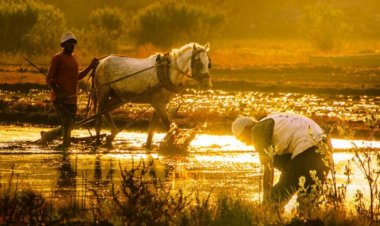 WMO ने मई-जुलाई तक अल नीनो की वापसी के संकेत दिए, बारिश के पैटर्न में बदलाव और व्यापक गर्मी की चेतावनी