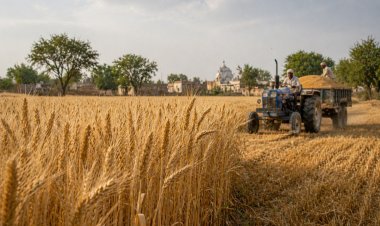केंद्र सरकार का दावा: प्रतिकूल मौसम के बावजूद गेहूं उत्पादन की स्थिति मजबूत