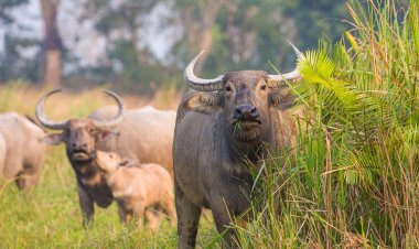 कान्हा में लौटेंगी जंगली भैंसें: काजीरंगा से शुरू हो रहा ट्रांसलोकेशन