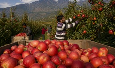 न्यूजीलैंड के साथ एफटीए ने बढ़ाई सेब बागवानों की चिंता, प्रीमियम बाजार में बढ़ेगी प्रतिस्पर्धा