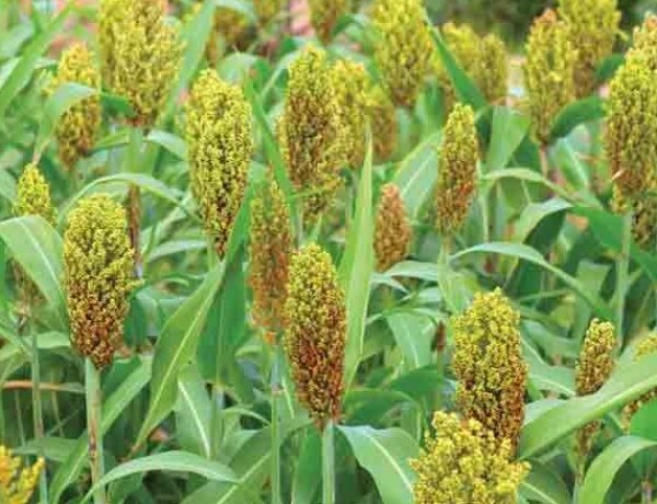 क्रिस्टल क्रॉप ने खरीफ 2026 के लिए ‘डेयरी ग्रीन’ समेत चारा बीज पोर्टफोलियो का किया विस्तार