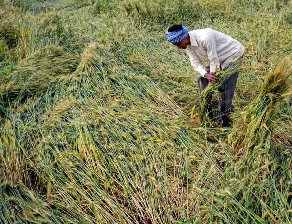 बारिश से प्रभावित किसानों के लिए राहत की मांग; पंजाब सरकार ने दिए विशेष गिरदावरी के आदेश