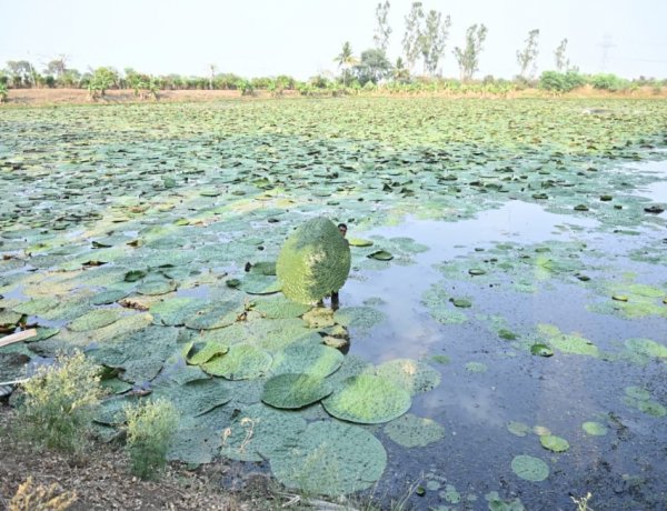 बिहार के बाद अब छत्तीसगढ़ में मखाना की खेती को बढ़ावा, रायपुर समेत चार जिलों को जोड़कर बनेगा मखाना सर्किट
