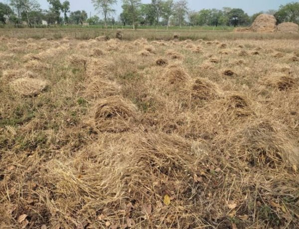 गेहूं खरीद मानकों में राजस्थान को ढील, पंजाब में नुकसान का आकलन करेंगी केंद्र की टीमें