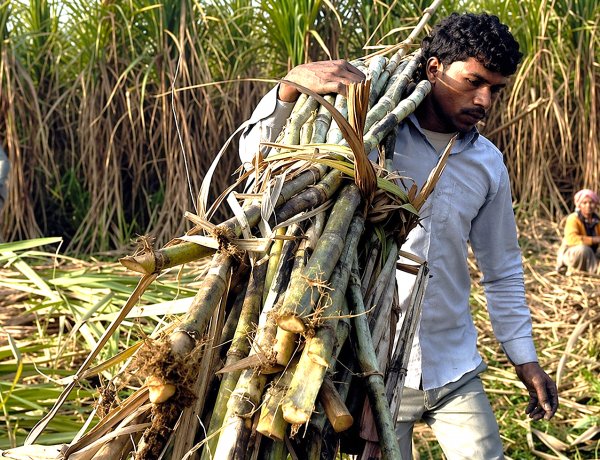 यूपी की चीनी मिलों में 63 लाख टन कम गन्ना पेराई, किसानों को 2500 करोड़ का नुकसान, लेकिन आंकड़ों में बढ़ा गन्ना उत्पादन  