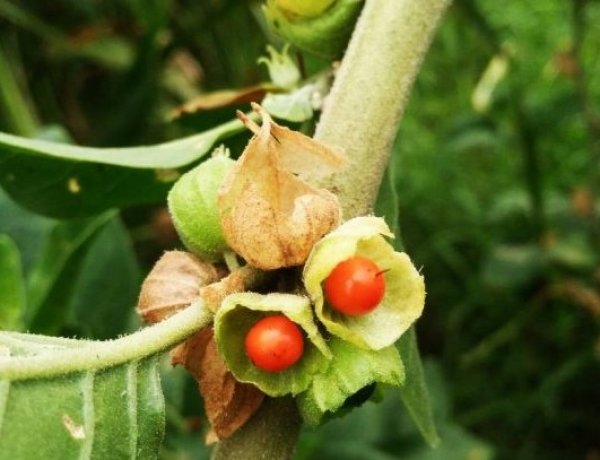 FSSAI का निर्देश: खाद्य उत्पादों में अश्वगंधा की पत्तियों का इस्तेमाल प्रतिबंधित, केवल जड़ों के उपयोग की अनुमति