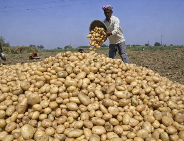 आलू की सरकारी खरीद का ऐलान होते ही गिरे दाम, 6.5 रुपये किलो में किसानों की लागत निकलनी भी मुश्किल