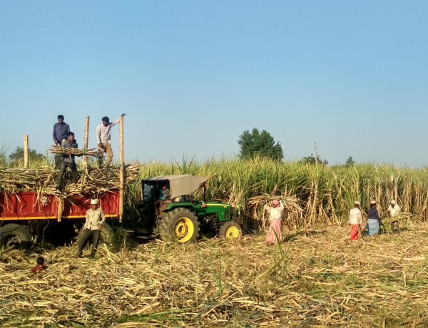 नया शुगरकेन कंट्रोल ऑर्डर: 25 किमी होगी चीनी मिलों की दूरी, खांडसारी इकाइयों पर सख्ती, FRP भुगतान अनिवार्य