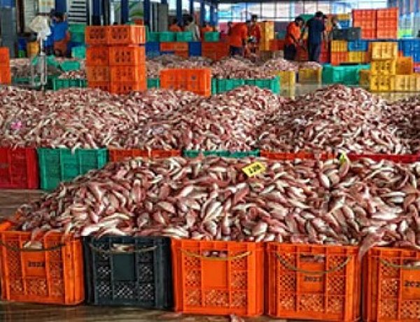 भारत का समुद्री खाद्य निर्यात 72,000 करोड़ रुपये के उच्चतम स्तर पर पहुंचा
