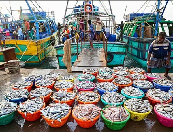 यूरोपियन यूनियन ने सितंबर 2026 से सीफूड निर्यात के लिए भारत को दी मंजूरी