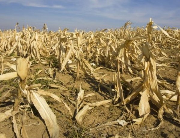 भीषण गर्मी से कृषि पर गहरा असर, एफएओ-डब्ल्यूएमओ रिपोर्ट में खाद्य प्रणालियों पर बढ़ते खतरे की चेतावनी