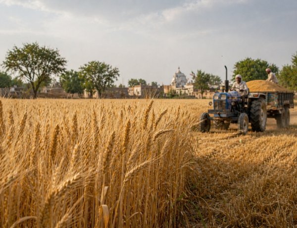 केंद्र सरकार का दावा: प्रतिकूल मौसम के बावजूद गेहूं उत्पादन की स्थिति मजबूत