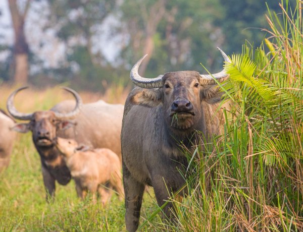 कान्हा में लौटेंगी जंगली भैंसें: काजीरंगा से शुरू हो रहा ट्रांसलोकेशन