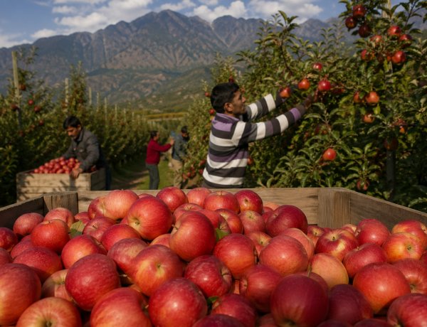 न्यूजीलैंड के साथ एफटीए ने बढ़ाई सेब बागवानों की चिंता, प्रीमियम बाजार में बढ़ेगी प्रतिस्पर्धा