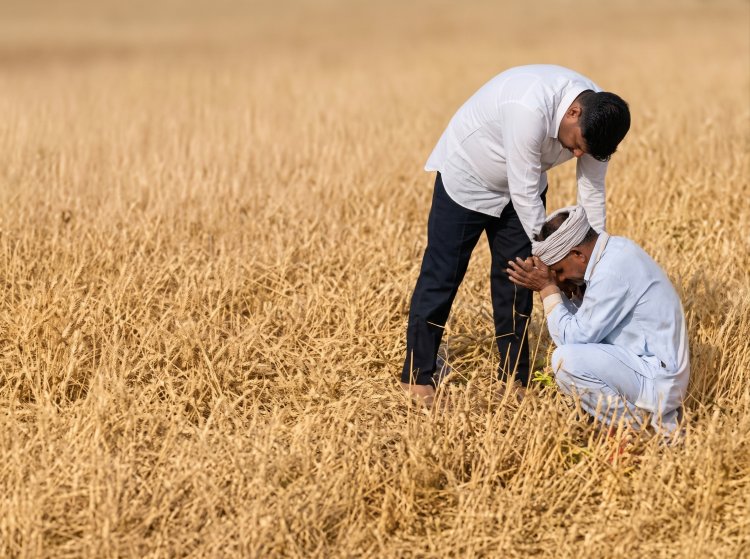 बारिश और ओलावृष्टि से कई राज्यों में फसलों को नुकसान, किसानों को मुआवजे की मांग