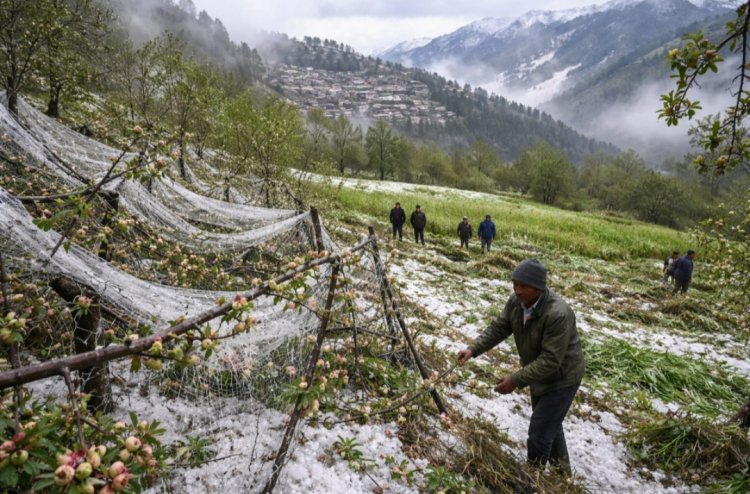 उत्तराखंड में ओलावृष्टि का कहर: बागवानी और खेती को भारी नुकसान, तत्काल मुआवजे की मांग