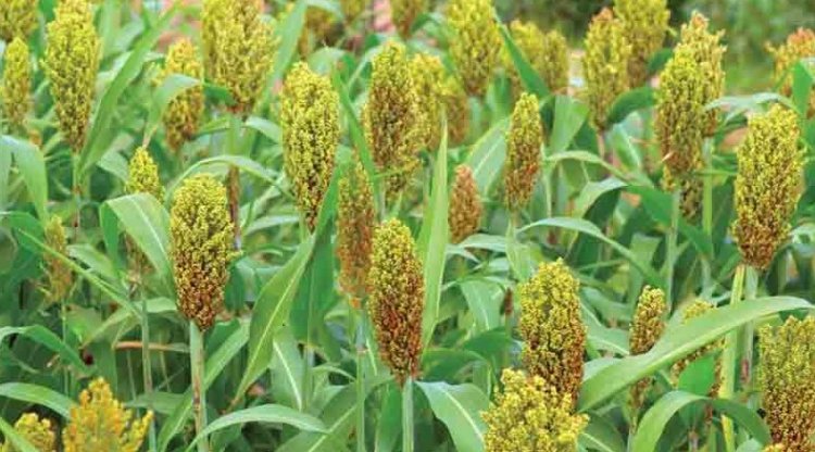 क्रिस्टल क्रॉप ने खरीफ 2026 के लिए ‘डेयरी ग्रीन’ समेत चारा बीज पोर्टफोलियो का किया विस्तार