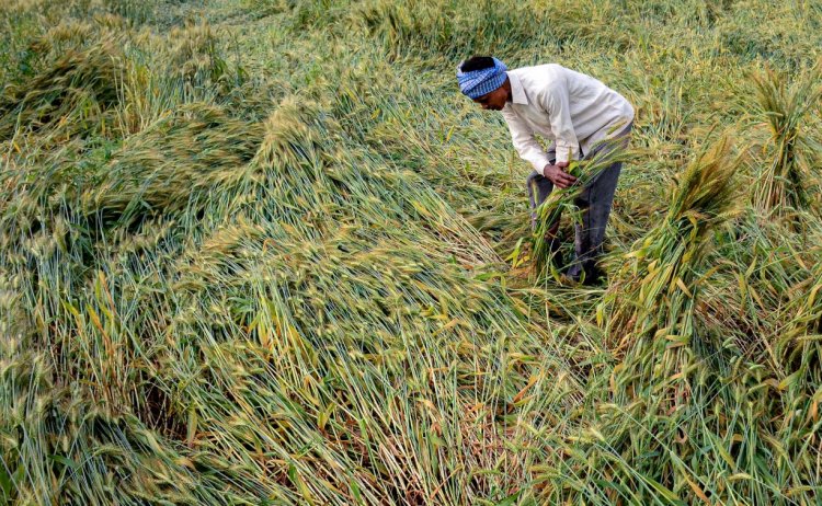 बारिश से प्रभावित किसानों के लिए AIKS ने की राहत की मांग; पंजाब सरकार ने दिए विशेष गिरदावरी के आदेश