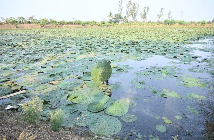 बिहार के बाद अब छत्तीसगढ़ में मखाना की खेती को बढ़ावा, रायपुर समेत चार जिलों को जोड़कर बनेगा मखाना सर्किट