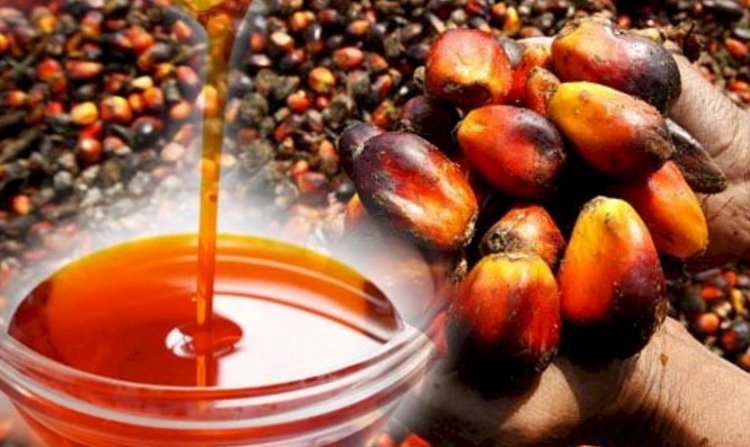 कीमतों में तेजी से मार्च में पाम ऑयल आयात तीन महीने के निचले स्तर पर, लेकिन सनफ्लावर ऑयल में तेजी