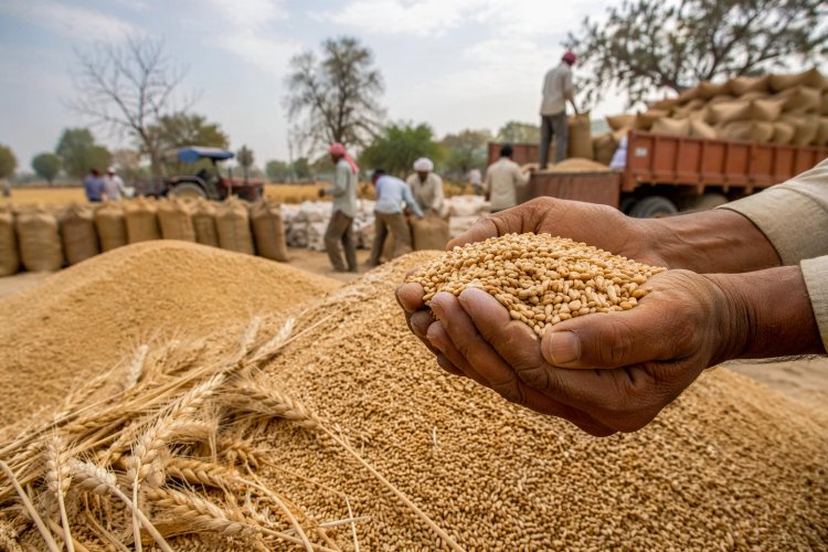 हरियाणा में गेहूं खरीद मानकों में केंद्र ने दी छूट, 70% तक चमकहीन गेहूं की होगी खरीद; पंजाब में छूट का इंतजार