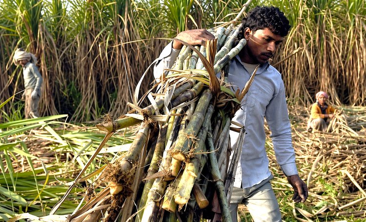 यूपी की चीनी मिलों में 63 लाख टन कम गन्ना पेराई, किसानों को 2500 करोड़ का नुकसान, लेकिन आंकड़ों में बढ़ा गन्ना उत्पादन  