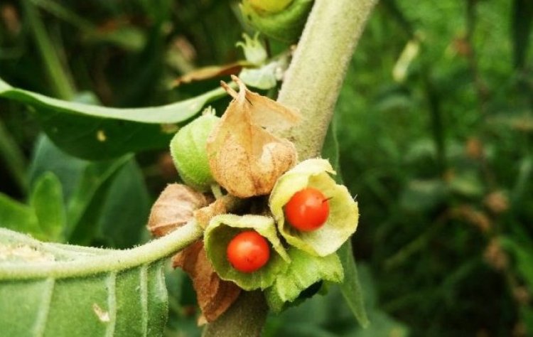 FSSAI का निर्देश: खाद्य उत्पादों में अश्वगंधा की पत्तियों का इस्तेमाल प्रतिबंधित, केवल जड़ों के उपयोग की अनुमति