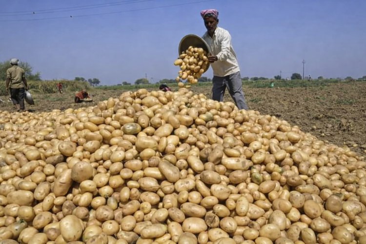 आलू की सरकारी खरीद का ऐलान होते ही गिरे दाम, 6.5 रुपये किलो में किसानों की लागत निकलनी भी मुश्किल