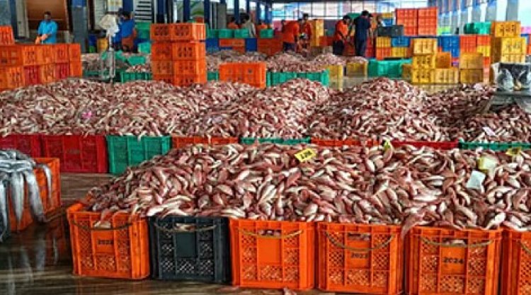 भारत का समुद्री खाद्य निर्यात 72,000 करोड़ रुपये के उच्चतम स्तर पर पहुंचा