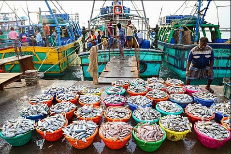 यूरोपियन यूनियन ने सितंबर 2026 से सीफूड निर्यात के लिए भारत को दी मंजूरी
