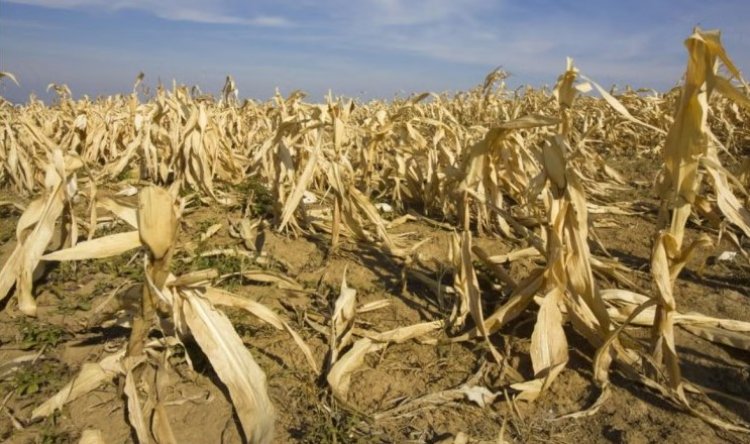 भीषण गर्मी से कृषि पर गहरा असर, एफएओ-डब्ल्यूएमओ रिपोर्ट में खाद्य प्रणालियों पर बढ़ते खतरे की चेतावनी